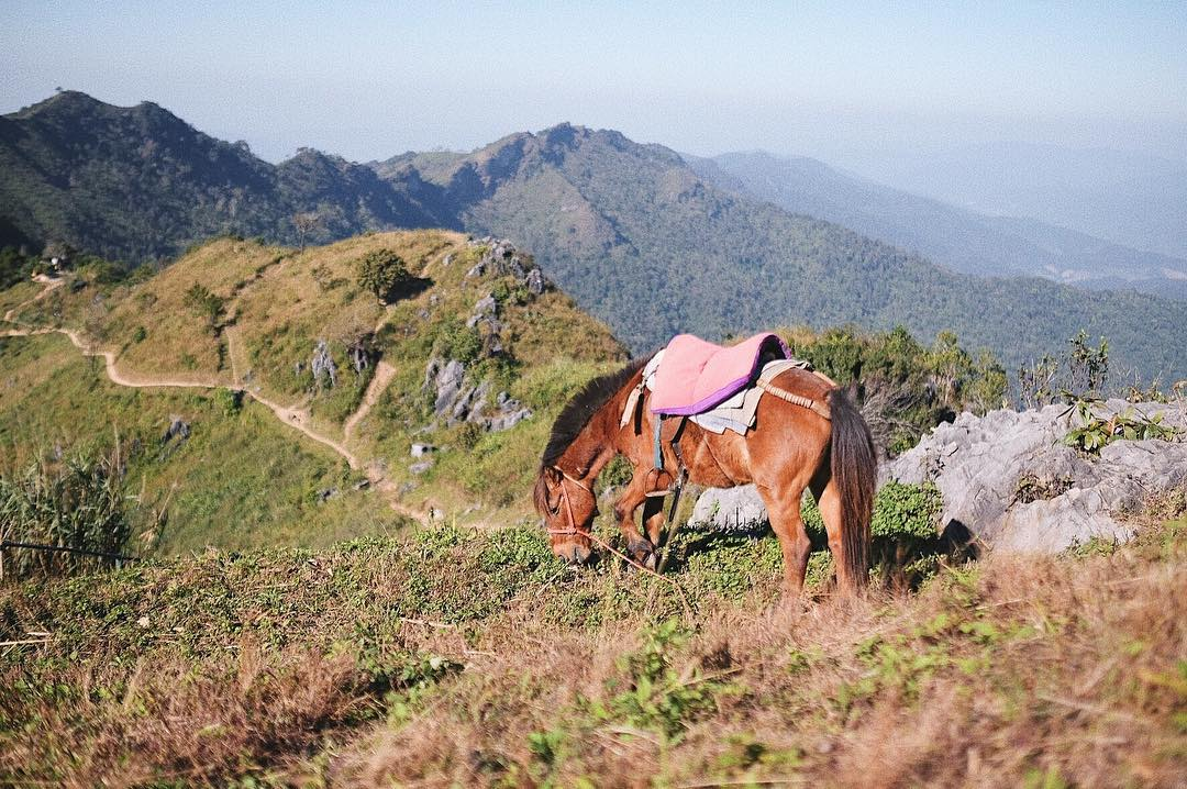 doi pha tang chiang rai airasia thailand cherry blossoms horse riding