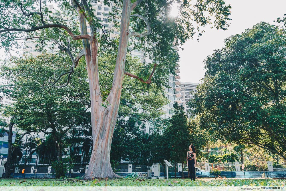 Rainbow Eucalyptus Tree at Katong Park