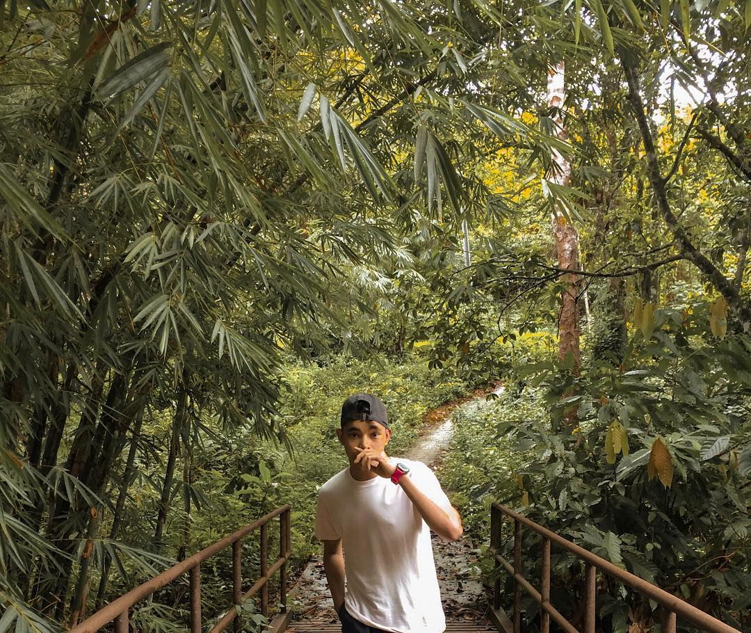 Bamboo along Mount Baling hiking trail