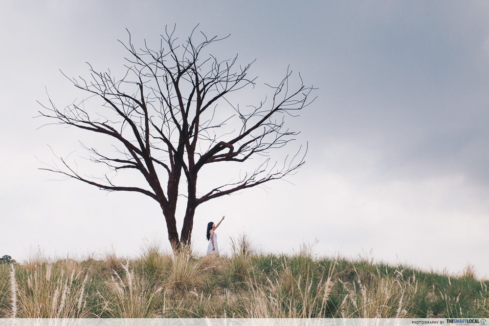 Grasslands Lakeside Garden Lone Tree