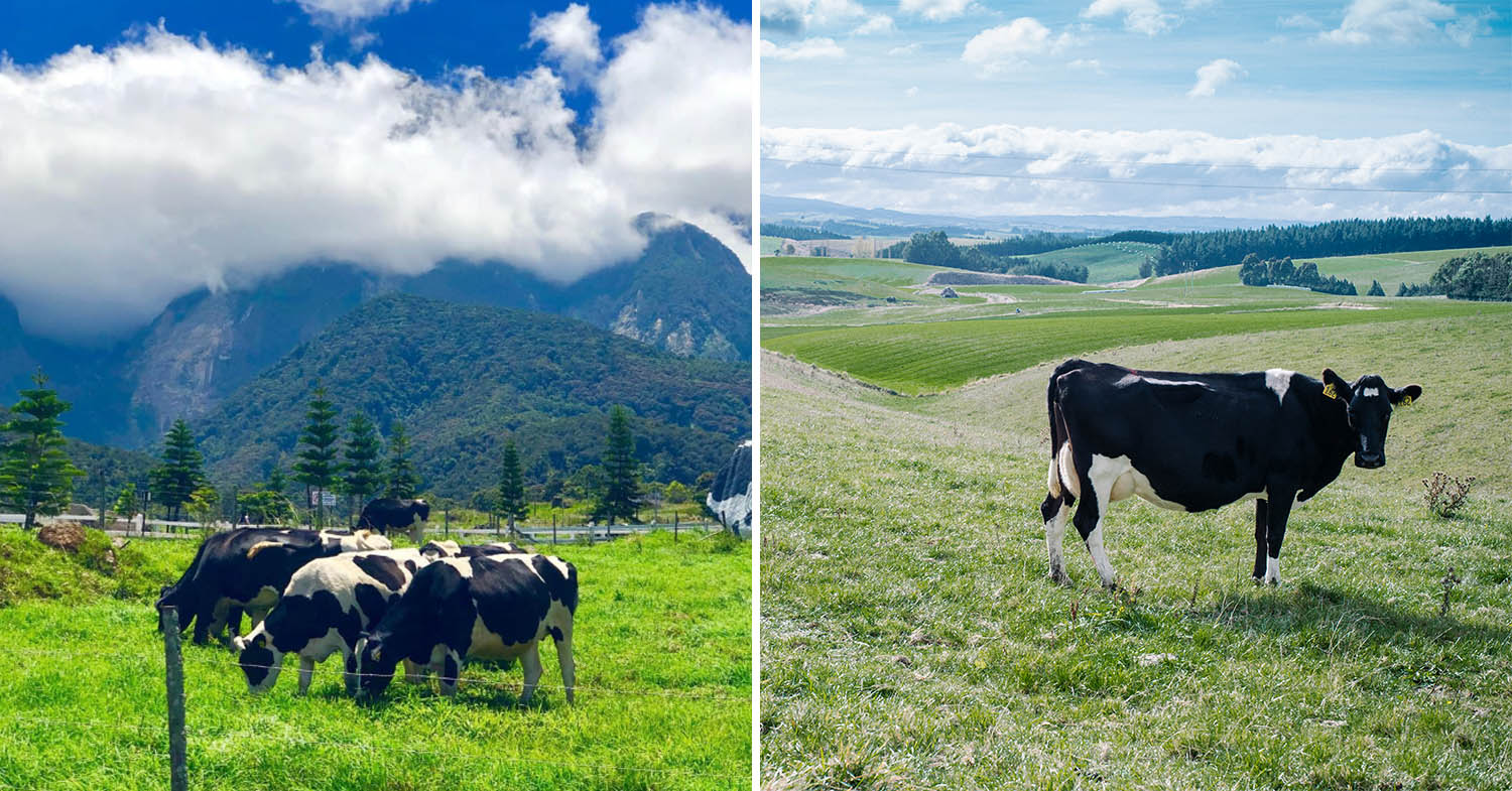 Desa Dairy Farm and a New Zealand farm
