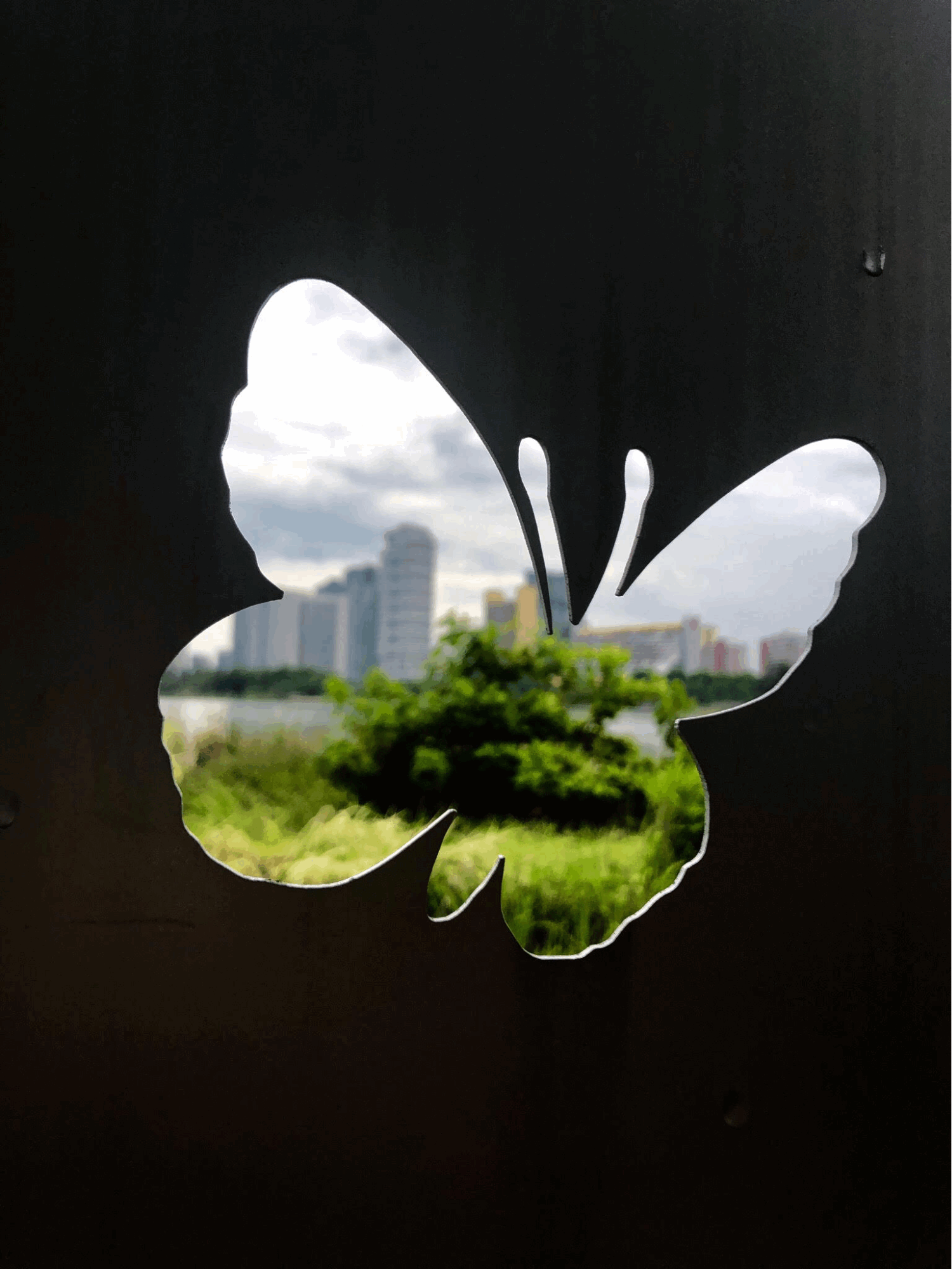 capturing the lush greenery through butterfly cut-outs