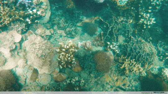 Kepri Coral