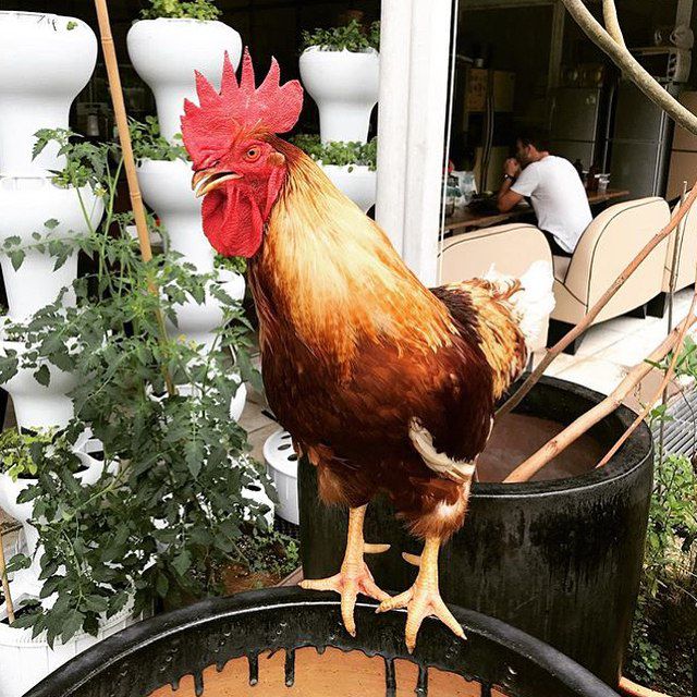 rooster citizen farm 