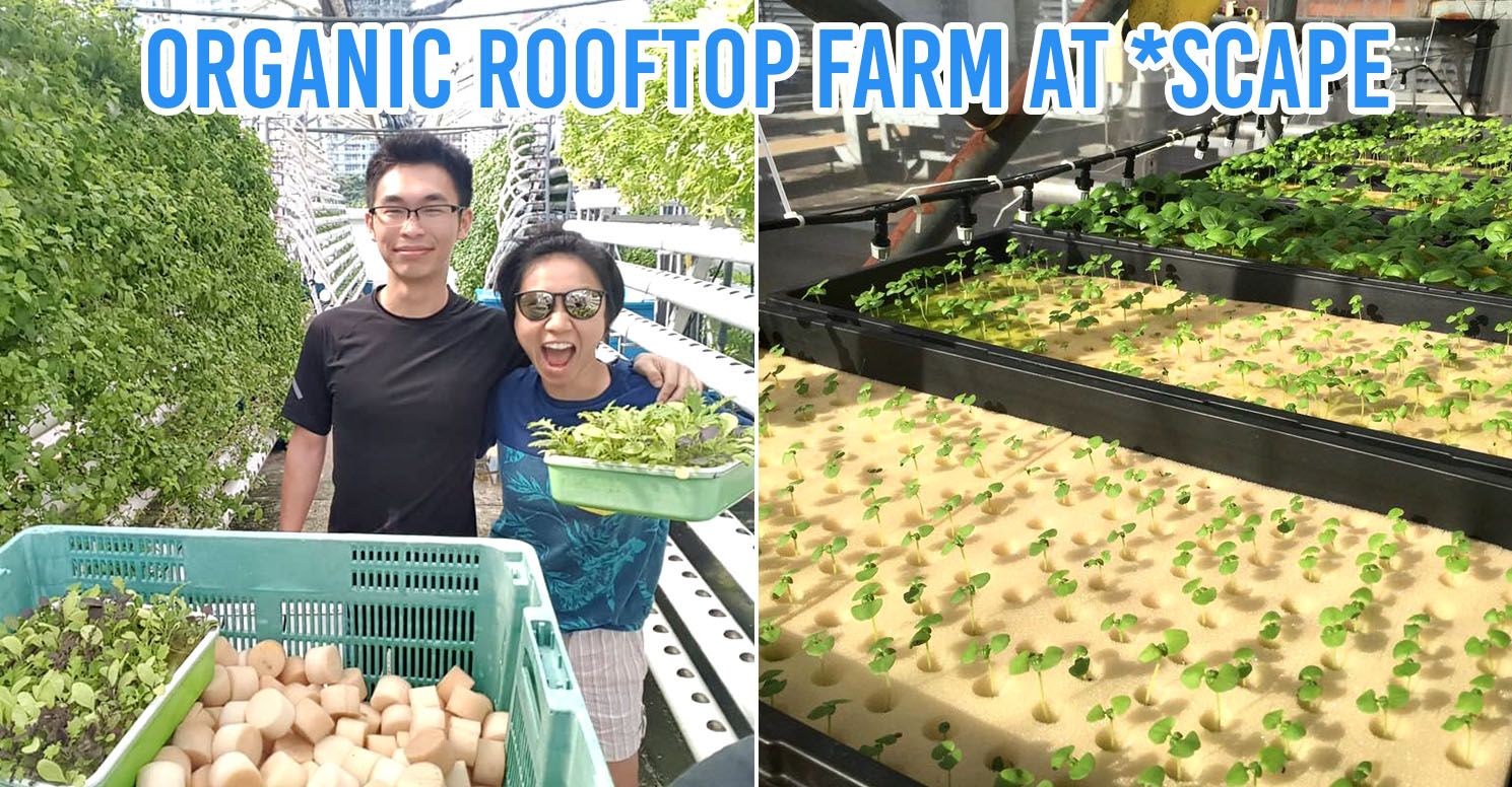 urban farms in singapore scape 