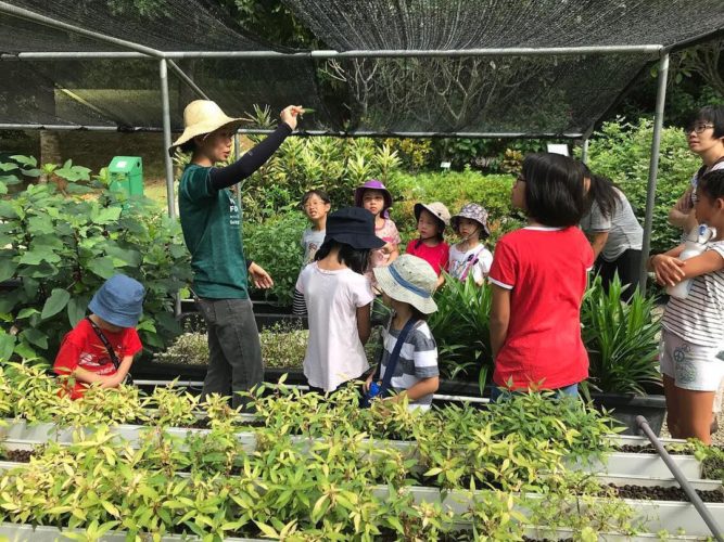 Urban Farms In Singapore For LocallyGrown Vegetables Of High Quality
