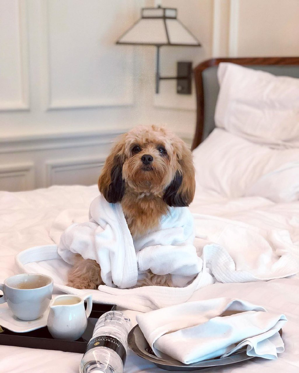 The Best Dog-Friendly Staycation in Singapore