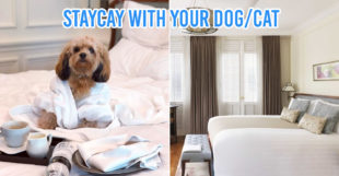 Pet Friendly Staycation Cover Image