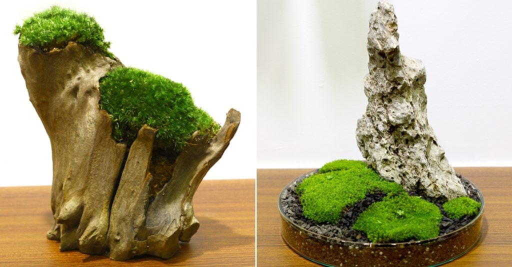 9 Places To Buy Cheap Terrariums In Singapore From Just 14.80