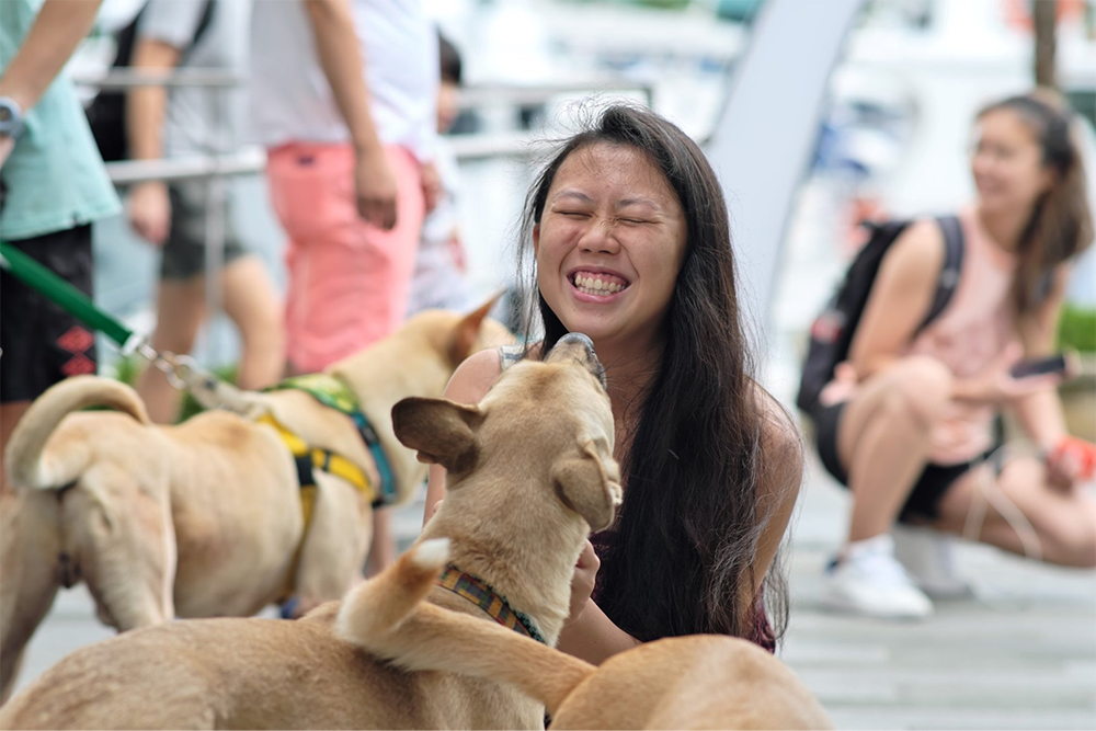 Unconventional Things To Do Singapore Animal Shelter