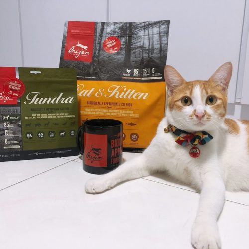 10 Online Pet Stores Based In Singapore With Delivery For Everything