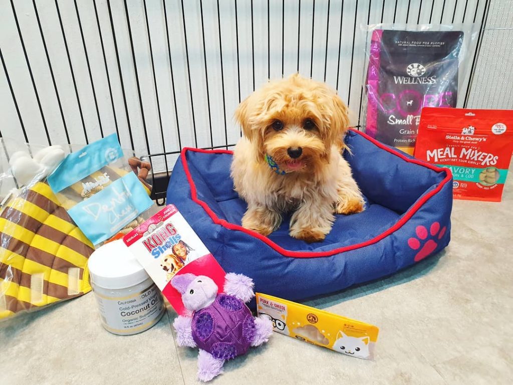 10 Online Pet Stores Based In Singapore With Delivery For Everything