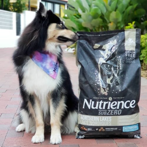 10 Online Pet Stores Based In Singapore With Delivery For Everything