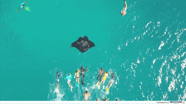 GIF swimming with Manta Rays 