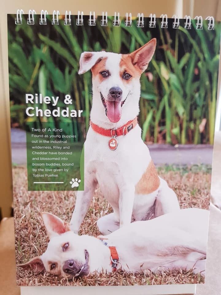 animal charity calendars dogs