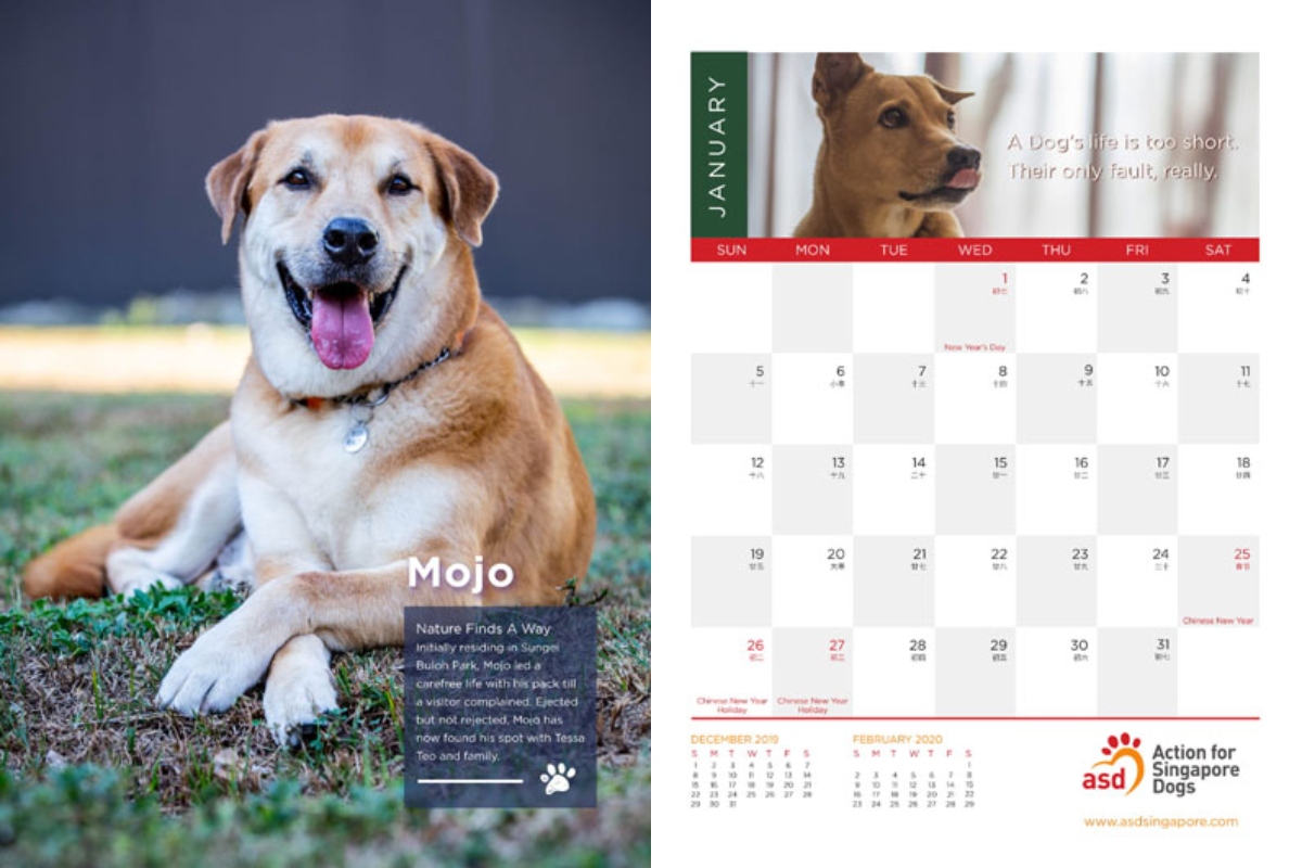animal charity calendars ASD