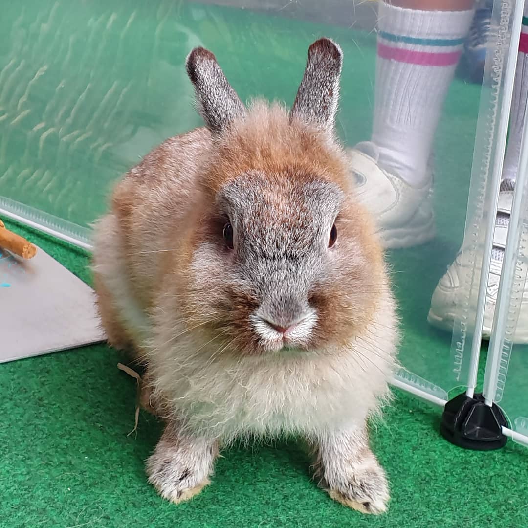animal charity calendars rabbit