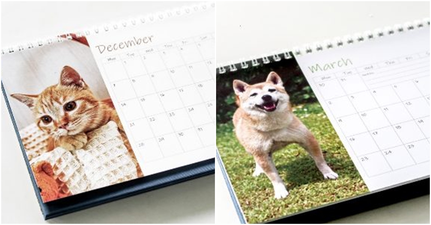 animal charity calendars kittens