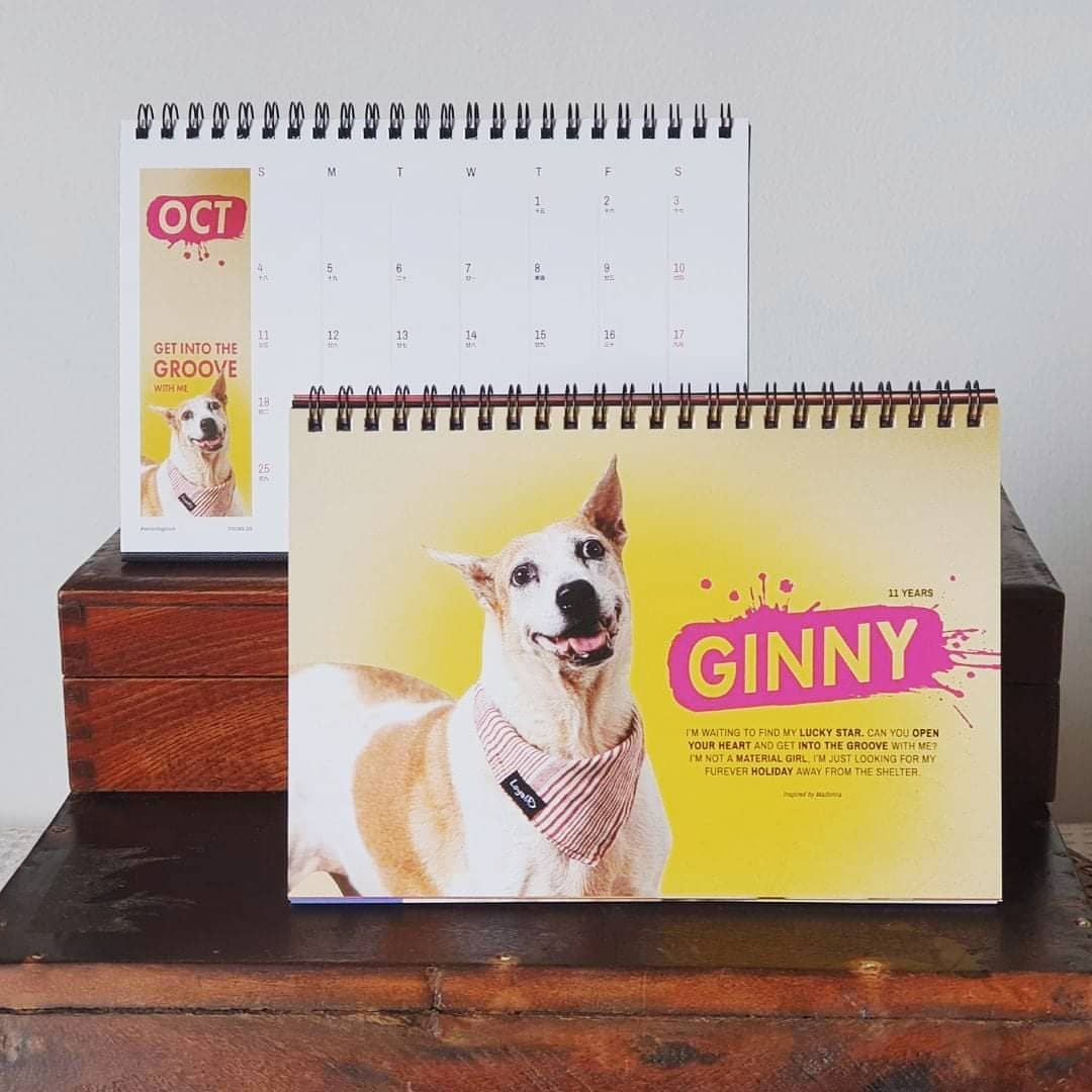 animal charity calendars senior dogs