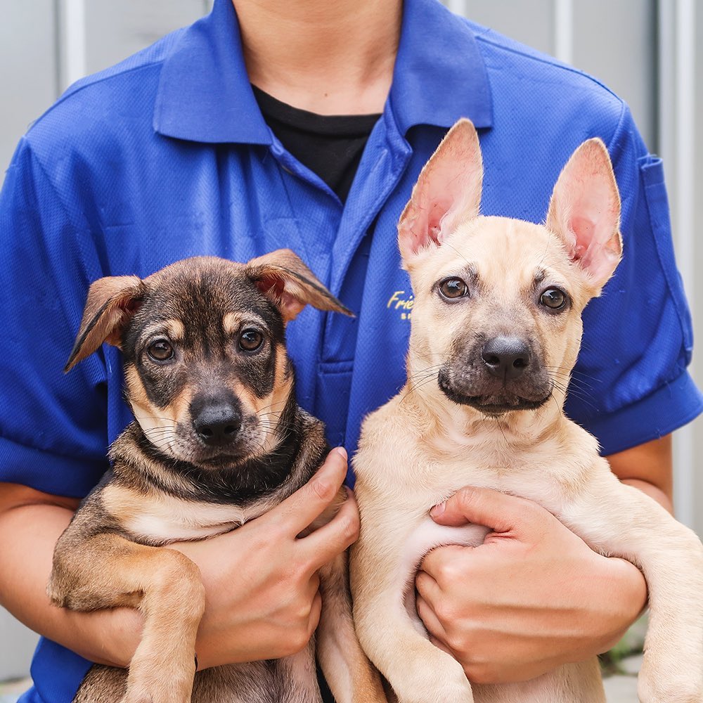 animal charity calendars puppies