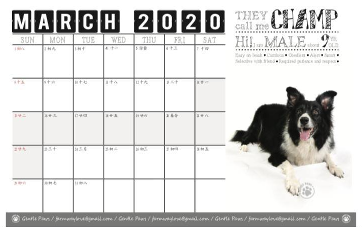 animal charity calendars 2020