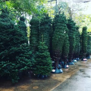 10 Places To Buy Cheap Christmas Trees In Singapore - Real &amp; Artificial