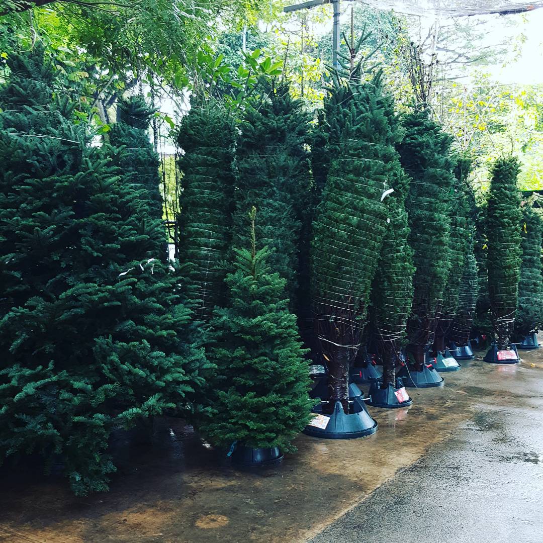 places to buy cheap christmas tree in singapore - candy floriculture
