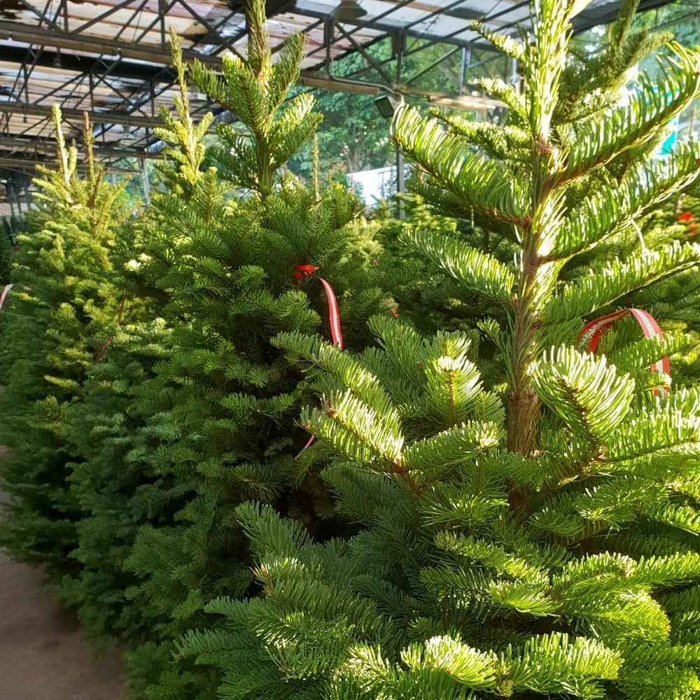 places to buy cheap christmas tree in singapore - fareastflora