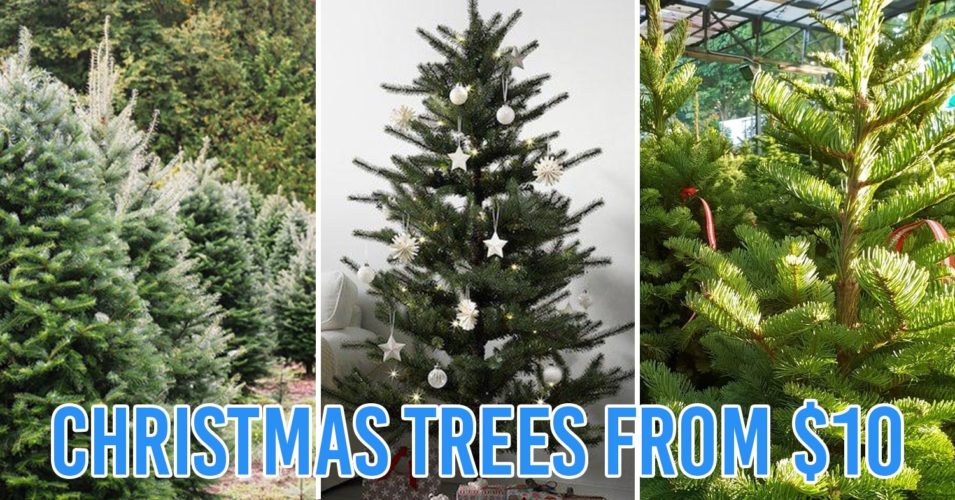 10 Places To Buy Cheap Christmas Trees In Singapore - Real &amp; Artificial