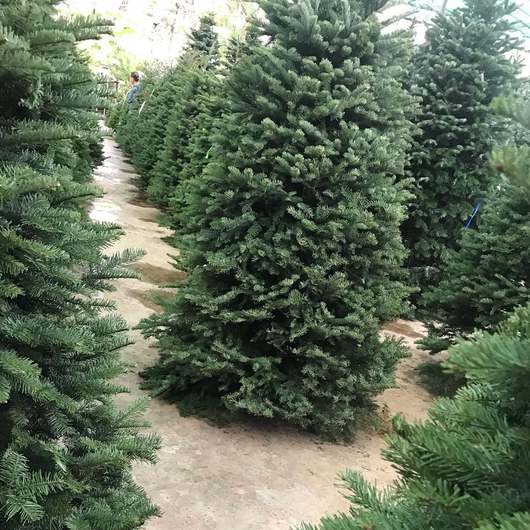 places to buy cheap christmas tree in singapore - ji mei flower