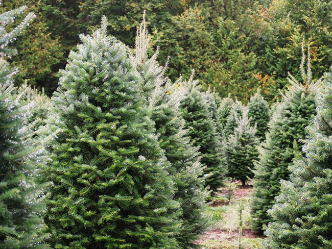 places to buy cheap christmas tree in singapore - sing see soon