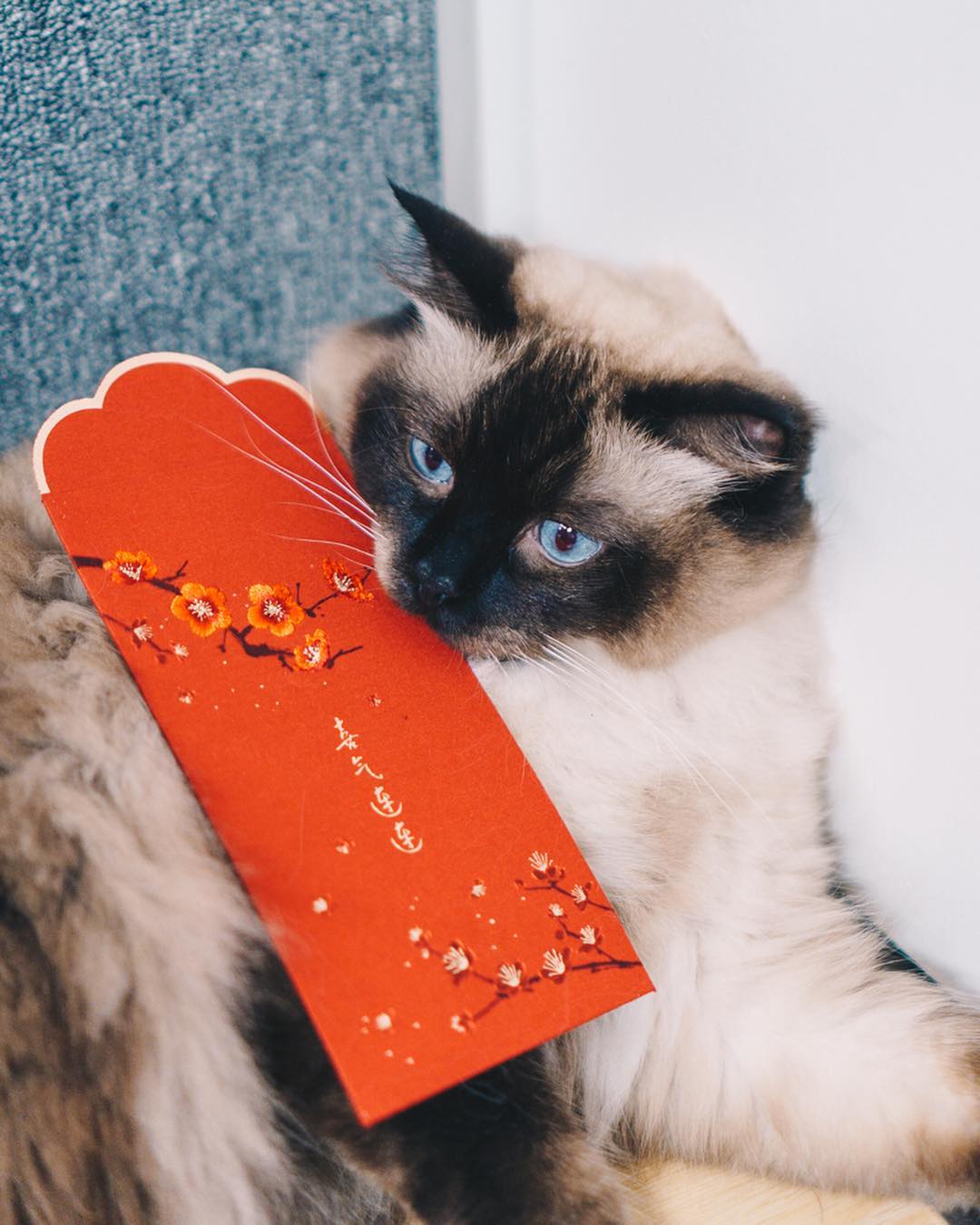 Cat with angbao