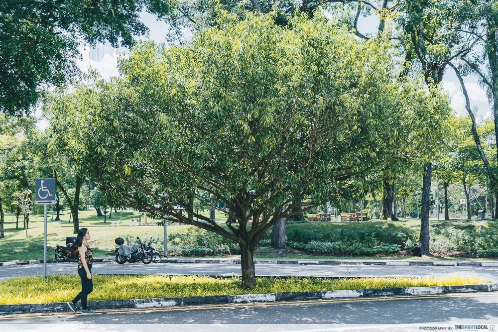 Sembawang Tree Last Remaining Singapore