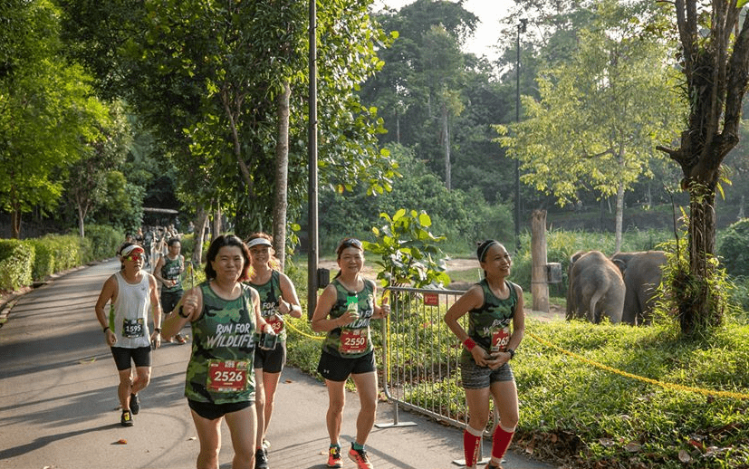 Safari Zoo Run 2020 Singapore Elephant