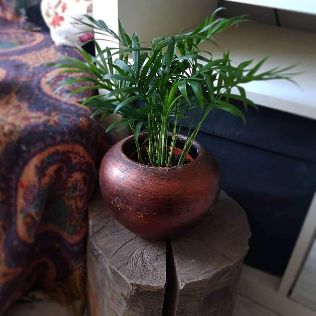 areca palm in a pot