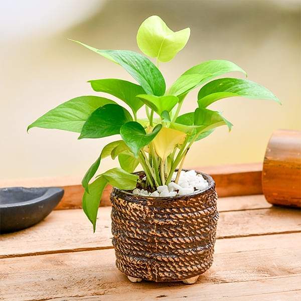 money plant in a pot