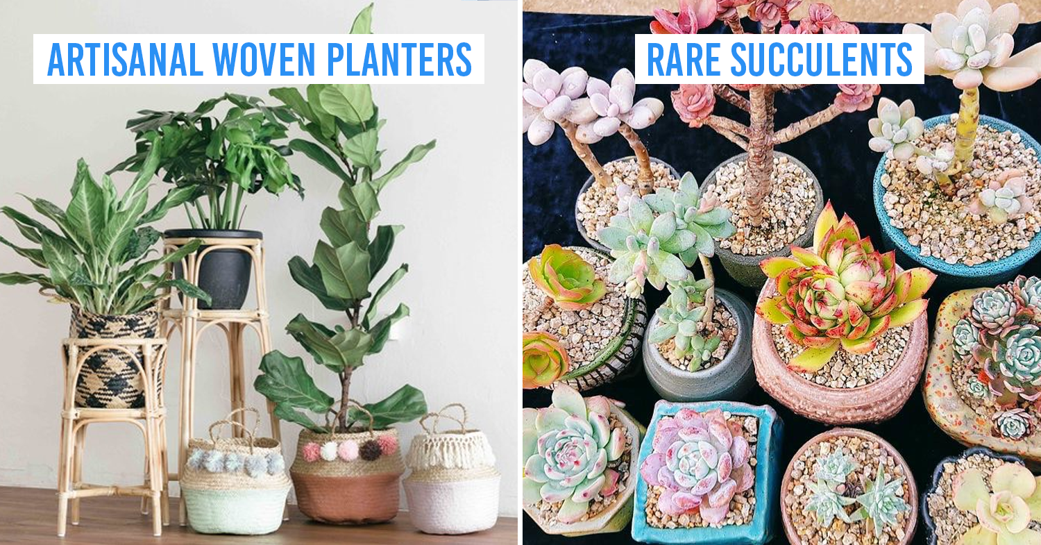9 Boutique Plant Shops In Singapore With Aesthetic Plants & Accessories