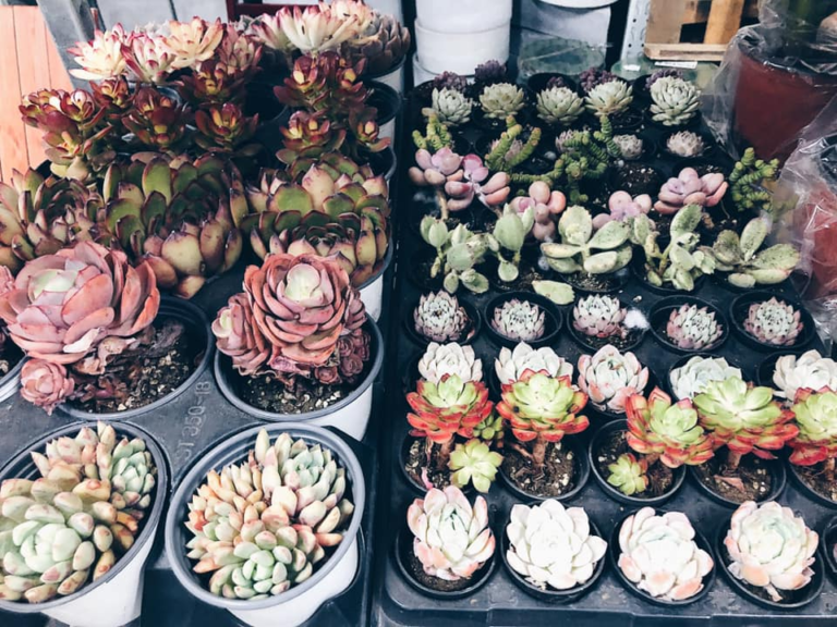 8 Boutique Plant Shops In Singapore To Get Artisanal Pots & Rare Plants