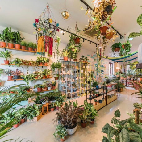 best online outdoor plant store