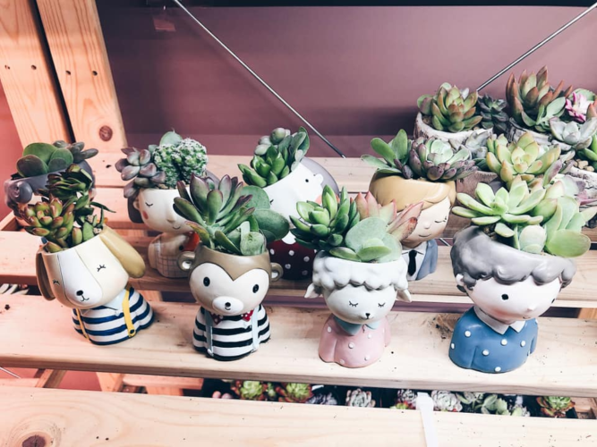 8 Boutique Plant Shops In Singapore To Get Artisanal Pots & Rare Plants