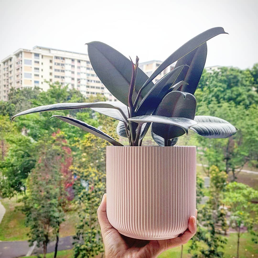 rubber plant in a pot in singapore