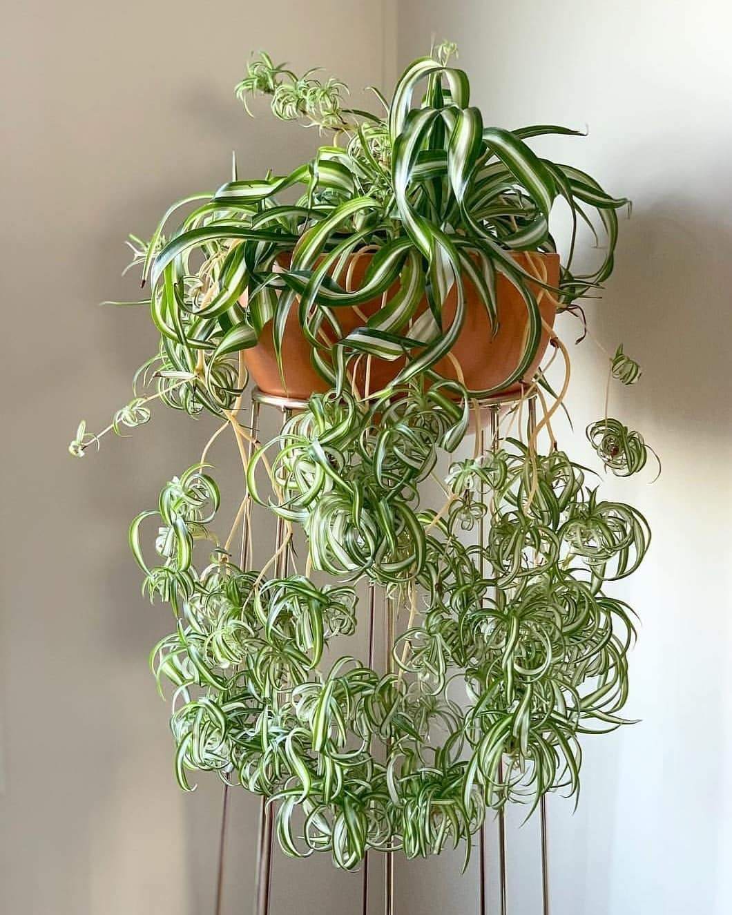 spider plant with spiderettes