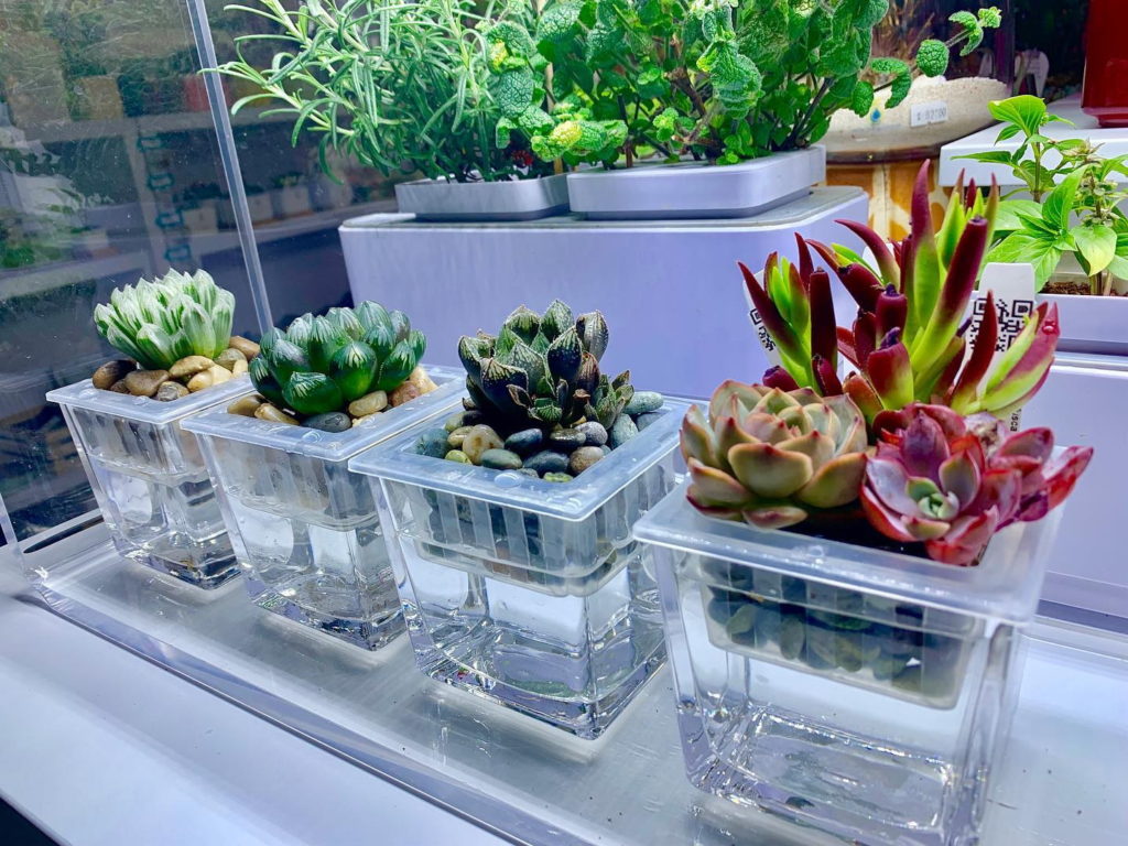 8 Boutique Plant Shops In Singapore To Get Artisanal Pots & Rare Plants