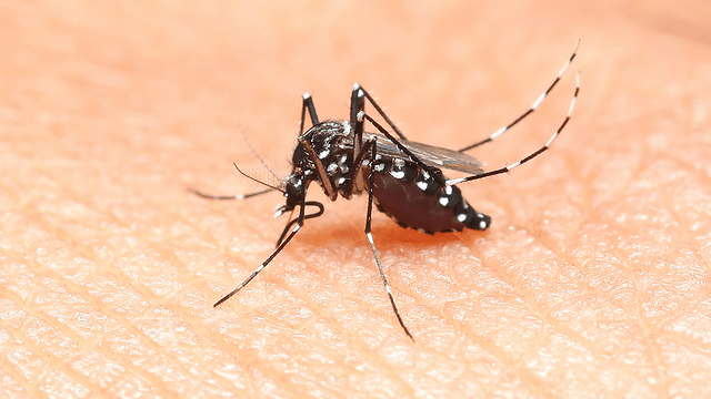 Aedes Mosquito ZIKA Singapore