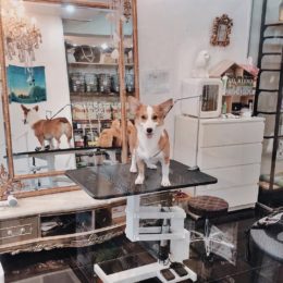 15 Pet Grooming Salons In Singapore Sorted By Location