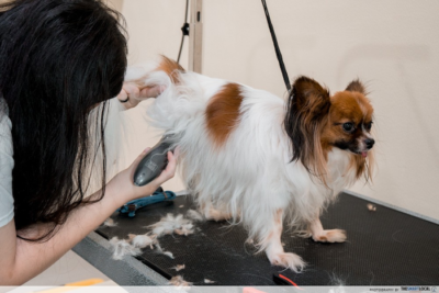 15 Pet Grooming Salons In Singapore Sorted By Location