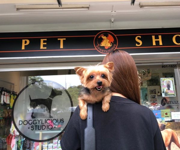 15 Pet Grooming Salons In Singapore Sorted By Location