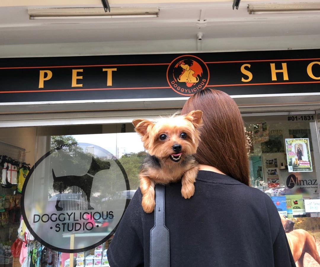 Pet grooming in Singapore - Doggylicious