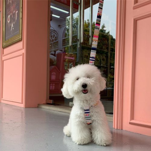 15 Pet Grooming Salons In Singapore Sorted By Location