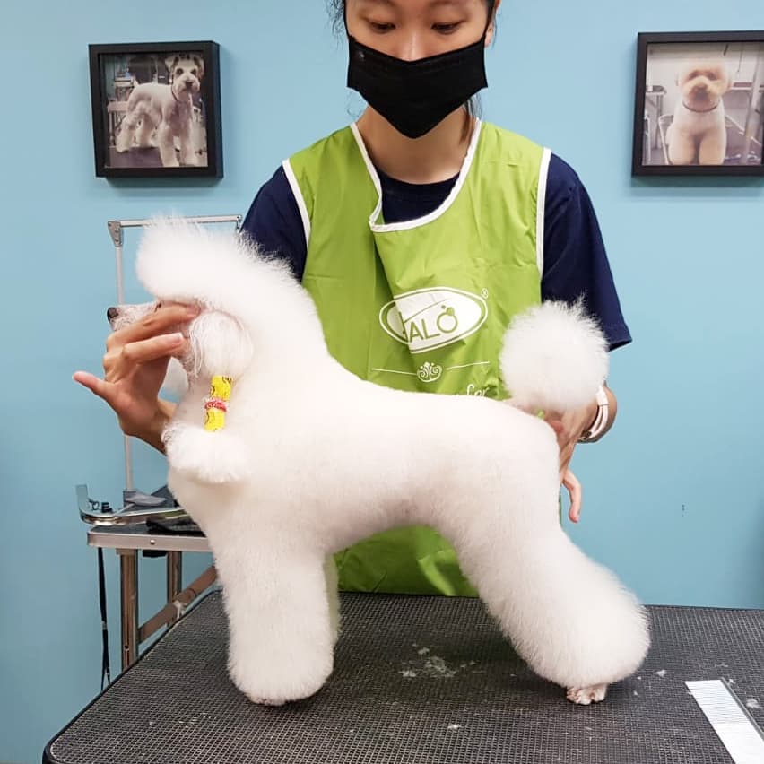 Pet grooming in Singapore - Art of Pets